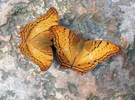 Two butterflies on a rock in nature park photo