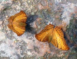 Two butterflies on a rock near waterfall photo