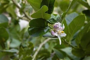 lemon tree branch with delicate white and purple flowers surrounded by lush green leaves photo