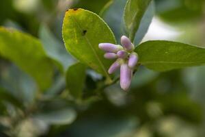 close up of lemon tree branch with delicate white and purple flowers surrounded by lush green leaves photo