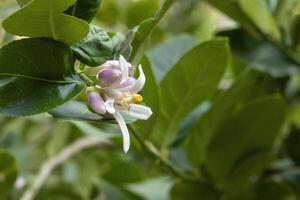 A close up of lemon tree branch with delicate white and purple flowers surrounded by lush green leaves photo