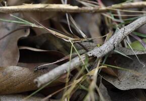 Small black ant crawls over dry leaves and twigs on forest floor, surrounded by scattered grass blades. natural setting highlights ant journey through earthy, textured environment photo