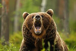 A large brown bear with its mouth open photo