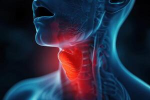 The thyroid gland is highlighted in this image photo