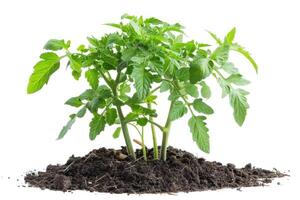 Tomato plant in soil isolated on white background photo