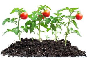 Tomato plants growing in soil on a white background photo