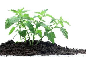 A plant growing in the soil on a white background photo
