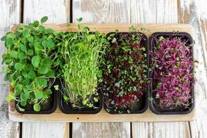 A tray of different types of sprouts photo