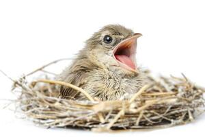 A baby bird is sitting in a nest with its mouth open photo
