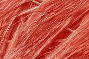 A close up of the surface of a red muscle photo