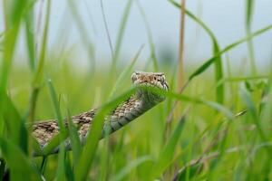 A snake is peeking out from the grass photo