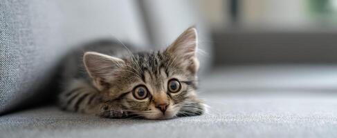 The adorable kitten lying on a soft sofa, gazing curiously at the viewer. photo