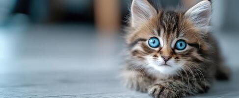 The adorable kitten with striking blue eyes relaxing at home. photo
