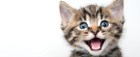 The joyful kitten expressing happiness with bright blue eyes. photo