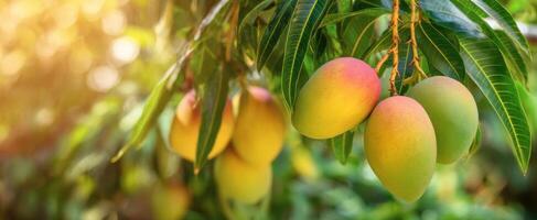 The ripe mangoes hanging beautifully on the tropical tree. photo