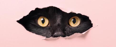 The Curious Cat Peeking Through a Pink Wall Hole photo
