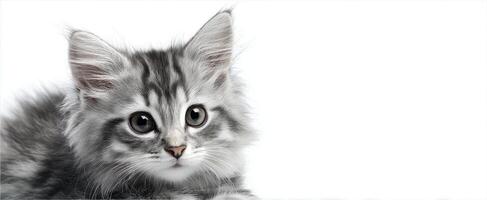 The adorable fluffy kitten with captivating eyes on a white background photo