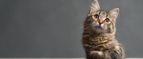 The curious cat gazing with soft eyes and an adorable expression photo