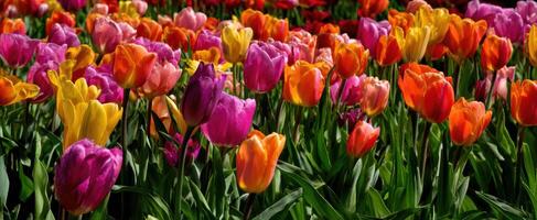 The vibrant tulips blooming in a colorful spring garden setting. photo