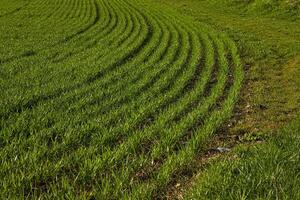 Agricultural landscape showing curved rows of young green crops growing in a field during spring. Rhythmic lines create a dynamic pattern 13 photo