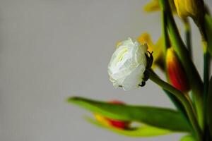 Bouquet of red and yellow tulips, and closeup of a single white ranunculus against a neutral background. Shallow depth of field. Soft focus 01 photo
