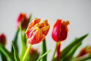 A vibrant bouquet of red and orange tulips with green leaves set against a soft, neutral background. Shallow depth of field. Soft focus 14 photo