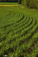Agricultural landscape with curved rows of young green crops growing in a field during spring. Pareseed growing in the distance. Rhythmic lines create a dynamic pattern 10 photo