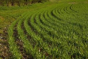Agricultural landscape showing curved rows of young green crops growing in a field during spring. Rhythmic lines create a dynamic pattern 08 photo