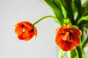 A bright bouquet of red tulips in a clear glass vase placed on a white round table against a neutral background. Shallow depth of field. Soft focus 13 photo