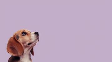 Beagle Puppy Looking Up with Soft Expression, Cute Dog Portrait, Puppy Photography, Copy Space photo
