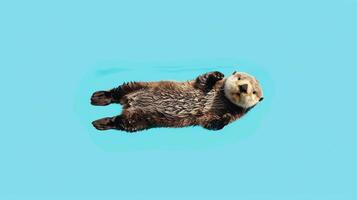 Adorable Sea Otter Floating on Its Back in Calm Waters photo