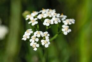 Small white flowers on a blurry green background photo