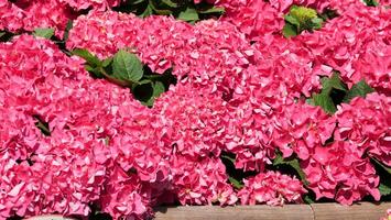 Vibrant pink hydrangeas bloom in a sunny garden, creating a stunning natural display of color and life in early spring photo