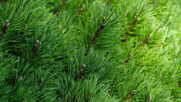Lush green pine needles create a vibrant landscape in a tranquil forest setting during the spring season photo