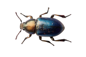 Iridescent beetle with metallic sheen on a transparent background , showcasing vibrant colors and intricate details in macro photography Concept of nature, entomology, and insect diversity png
