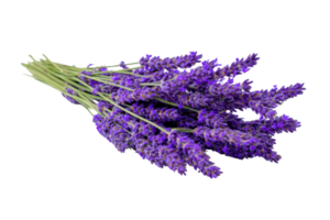 Fresh lavender bouquet with vibrant purple flowers and green stems on a transparent background , perfect for aromatherapy and relaxation concepts png