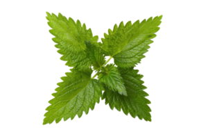 Fresh green lemon balm leaves on a transparent background , showcasing vibrant color and intricate leaf texture for herbal medicine and culinary use png