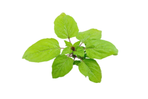Fresh green basil leaves on a transparent background , showcasing vibrant color and texture for culinary and herbal design concepts png