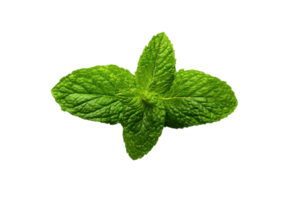 Fresh green mint leaves on a transparent background , showcasing vibrant color and intricate leaf texture for culinary and herbal applications png