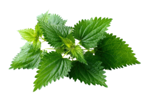 Fresh green stinging nettle plant on a transparent background , showcasing its vibrant leaves and natural texture, ideal for herbal medicine and healthy eating concepts png