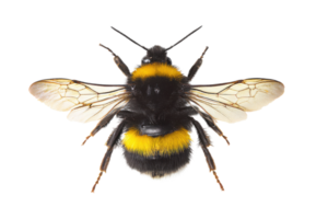 Detailed macro shot of a fuzzy bumblebee on a transparent background , showcasing its intricate wings and vibrant yellow stripes Concept of pollination, nature, and insect biodiversity png
