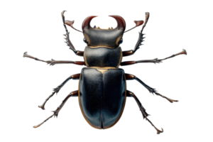 Detailed macro shot of a Stag Beetle on a transparent background , showcasing its impressive mandibles and exoskeleton Concept of wildlife, entomology, and nature png