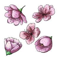 sakura set sketch hand drawn vector
