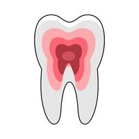 illustration of tooth structure vector