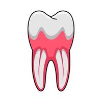 illustration of tooth anatomy vector