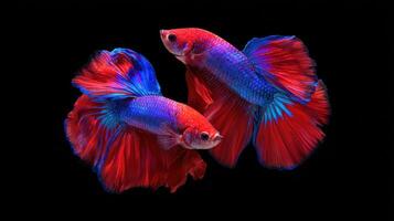 Two vibrant red and blue betta fish elegantly swim against a dark backdrop, showcasing their flowing fins and captivating aquatic dance in still life. photo