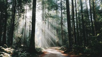 Sunlight streams through the towering trees in a lush forest, creating a peaceful and serene atmosphere on a pathway, capturing the magic of nature photo