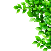 Vibrant Green Leaves Creating a Fresh and Lively Natural Background Texture png