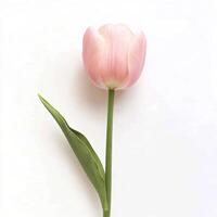 Isolated image of graceful pink tulip featuring smooth, tender petals and minimalistic styling. Suitable for posters, floral decor and minimal design concepts photo