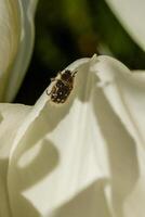 White tulips, with an insect on a petal photo